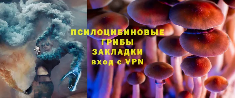 Псилоцибиновые грибы Psilocybe  blacksprut как зайти  Кыштым  купить наркоту 